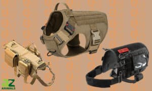 The Best Tactical Dog Vests Picture