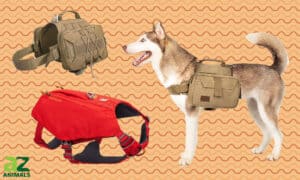 Best Backpacks for Dogs Picture