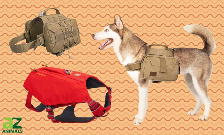 Dog Backpacks