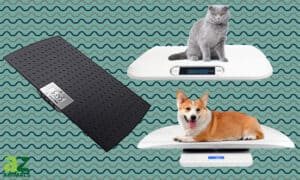 Our Top Picks for the Best Pet Scales Picture