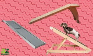Here are the Best Dog Ramps Picture