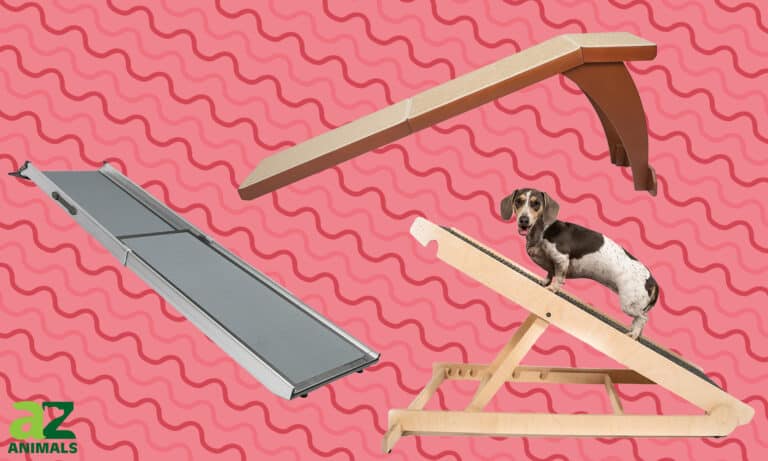 Dog Ramps