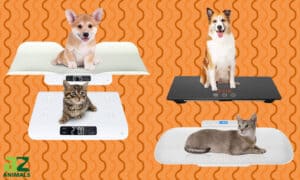 Weighing the Best Dog Scales Picture
