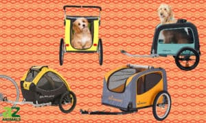 We Reviewed Some Dog Bike Trailers! Picture