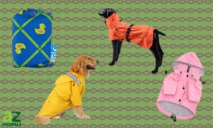 We Rounded Up the Best Dog Raincoats: Ranked and Reviewed Picture