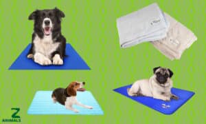 Best Dog Cooling Pads: Reviewed Picture
