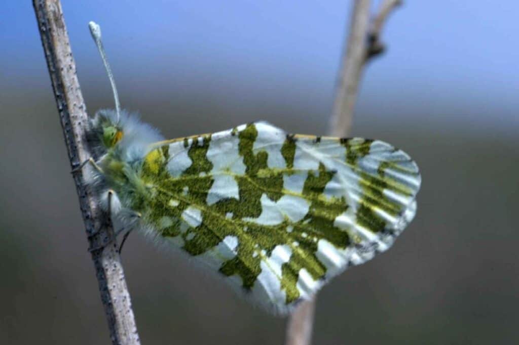 Island Marble Butterfly