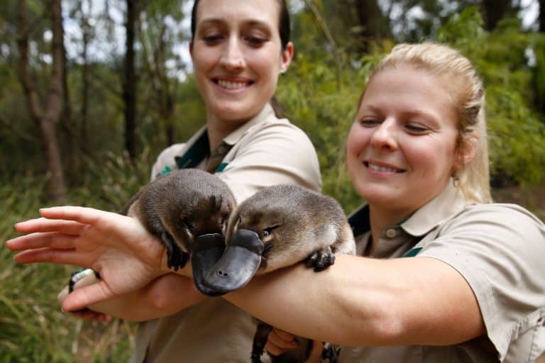Baby platypus puggles