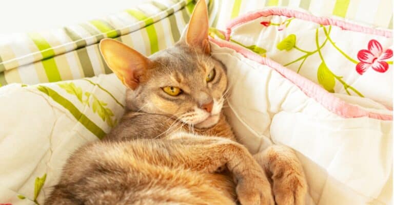 Abyssinian snuggled in couch pillows