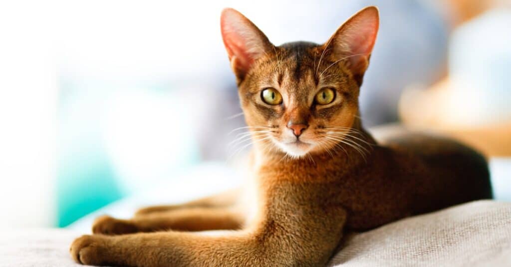 Abyssinian 1024x535 