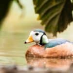 The African Pygmy Goose looks more like a duck than a goose. 