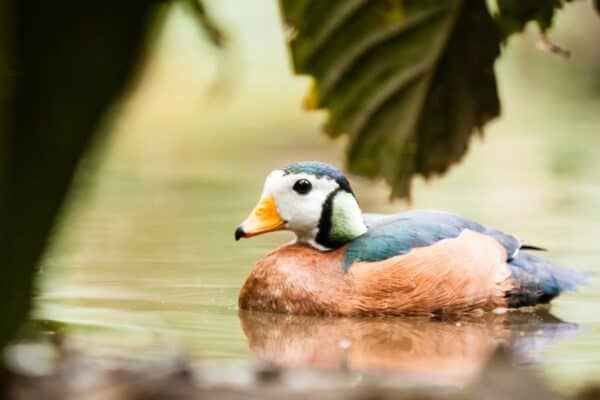 The African Pygmy Goose looks more like a duck than a goose. 