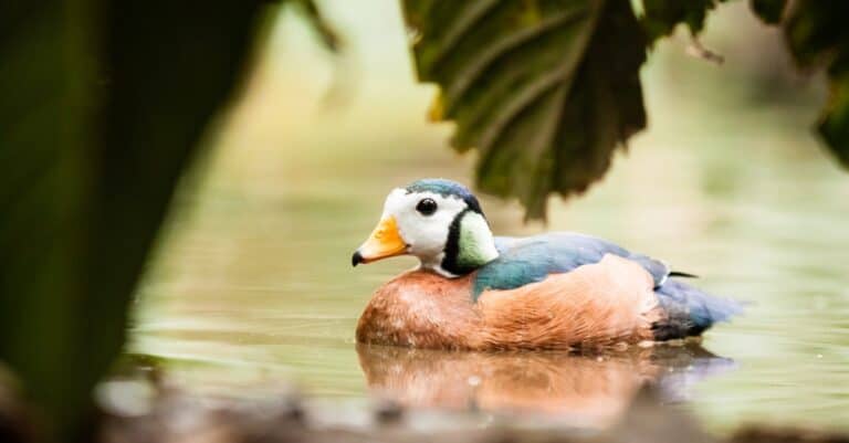 African Pygmy Goose through some leaves