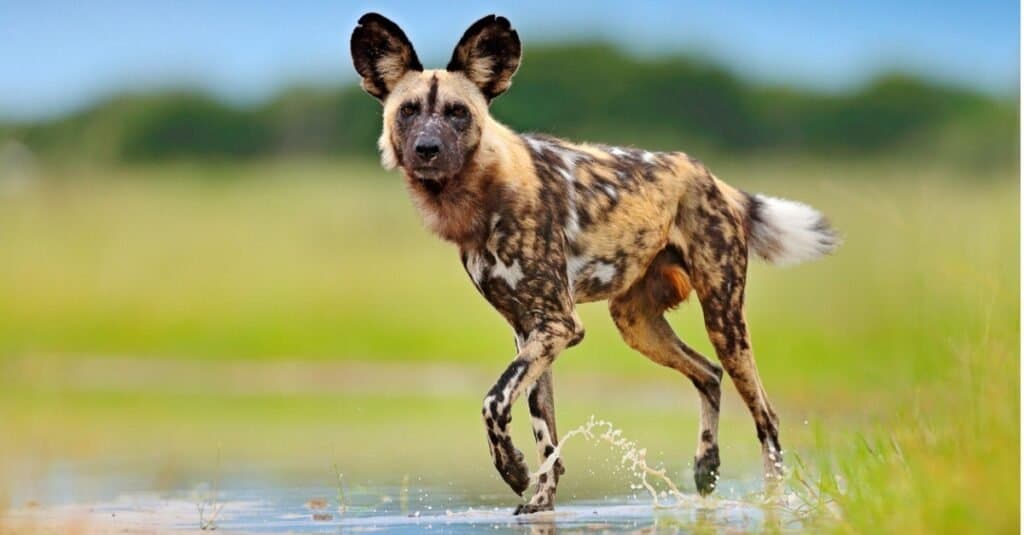 Types of Wild Dogs