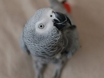 African Grey Parrot Picture