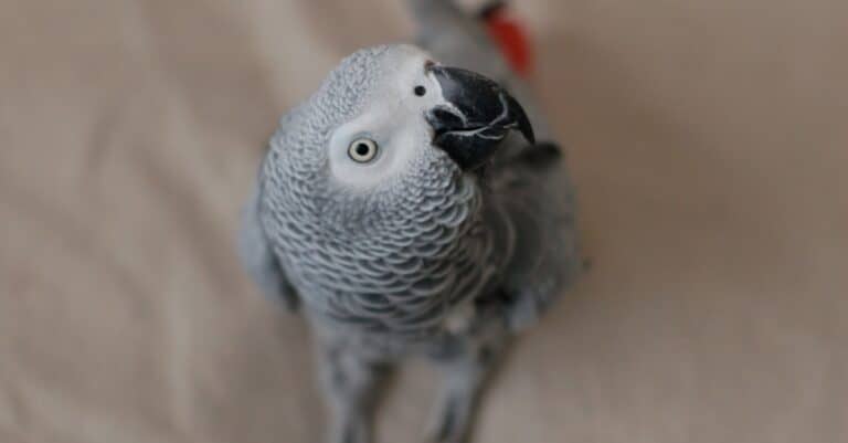 African grey parrot looking up with blurred background