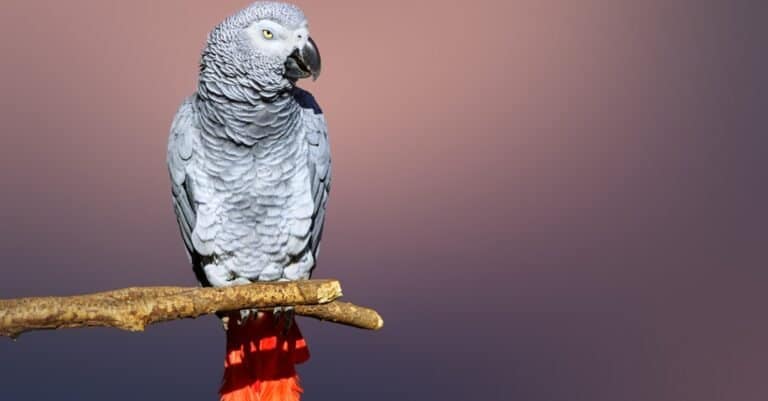 African grey parrot on blurred background