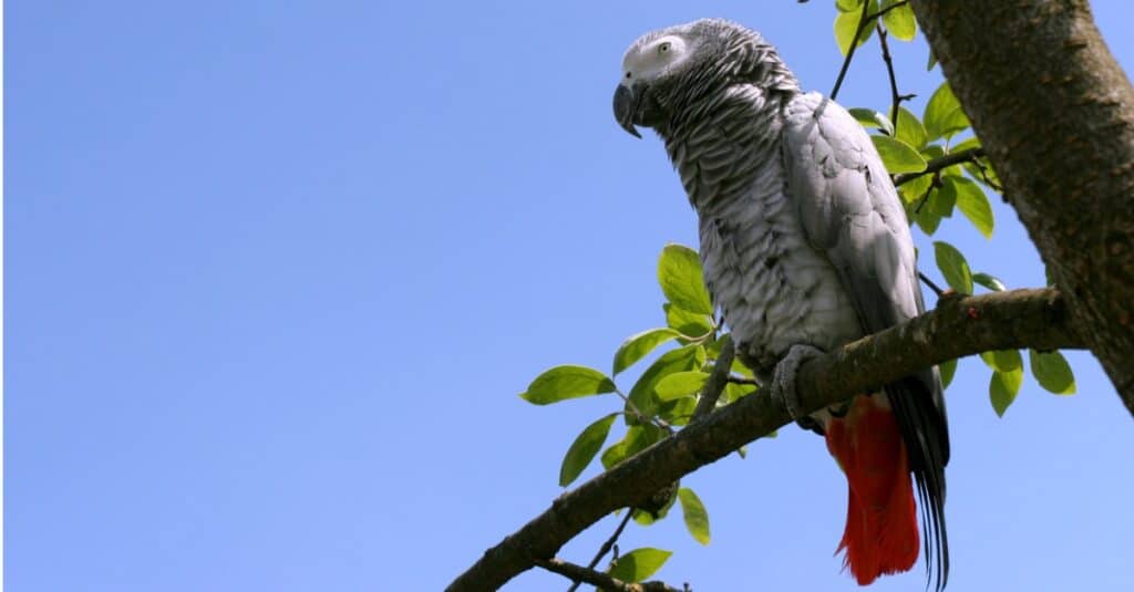 African gray parrot high in tree