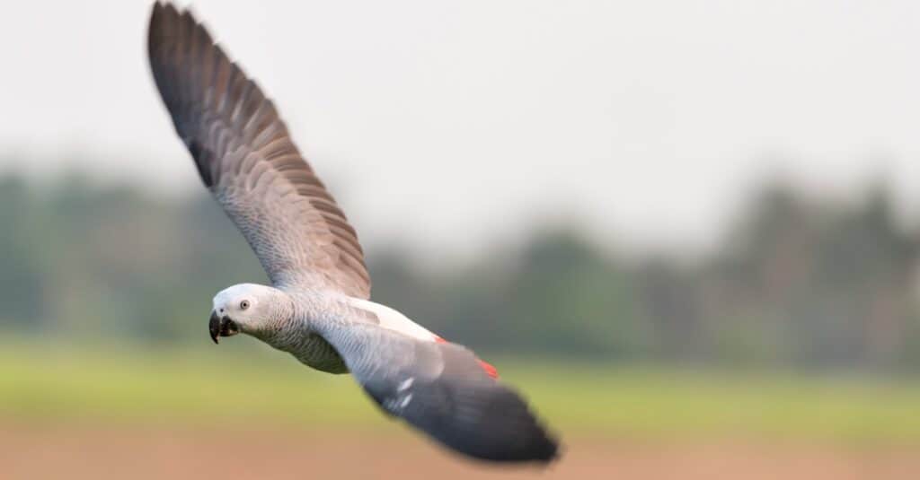 African grey parrot in flight