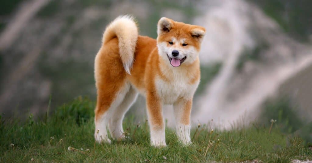Akita standing on a hill with tongue out