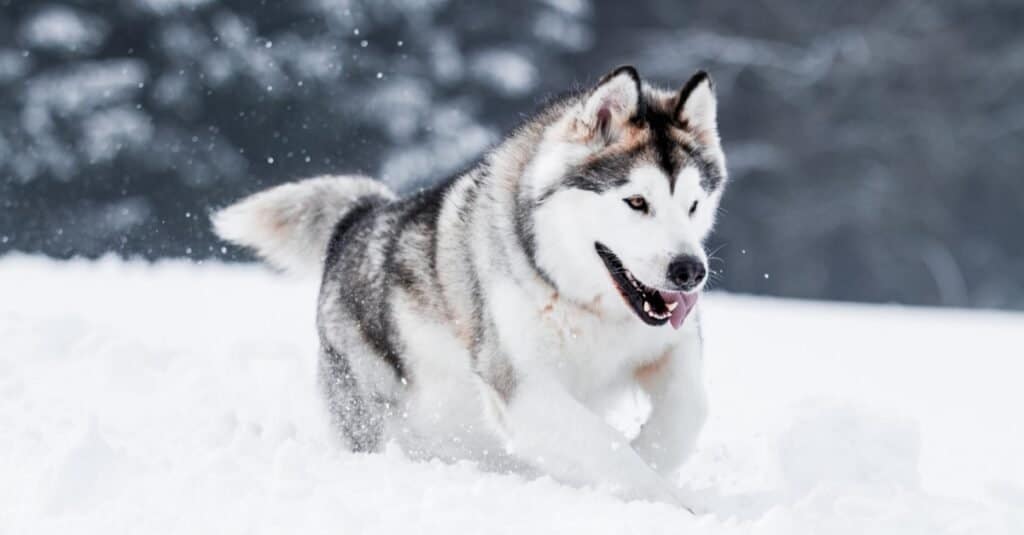 Alaskan malamute running through the snow