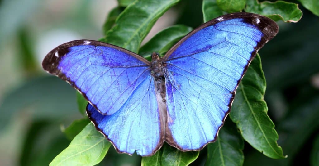 close up of Alcon Blue butterfly