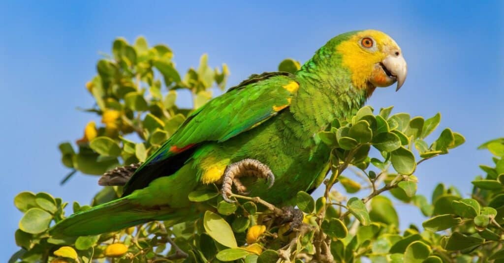 yellow and green parrots