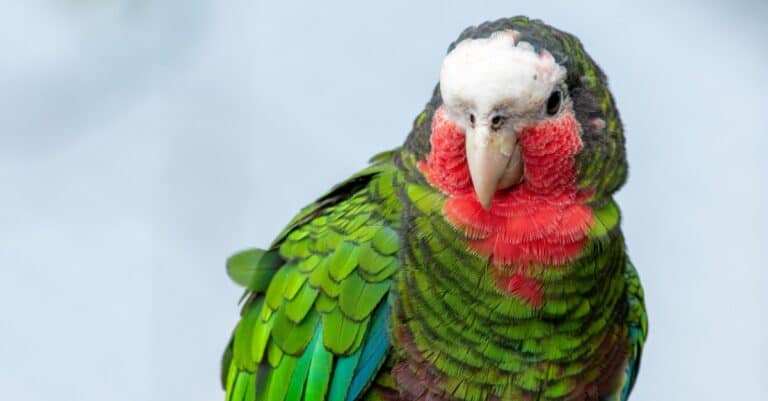 A Cuban Amazon parrot (Amazona leucocephala) also known as Cuban parrot or the rose-throated parrot, is a green parrot found in woodlands and dry forests of Cuba, the Bahamas and Cayman Islands in the Caribbean.