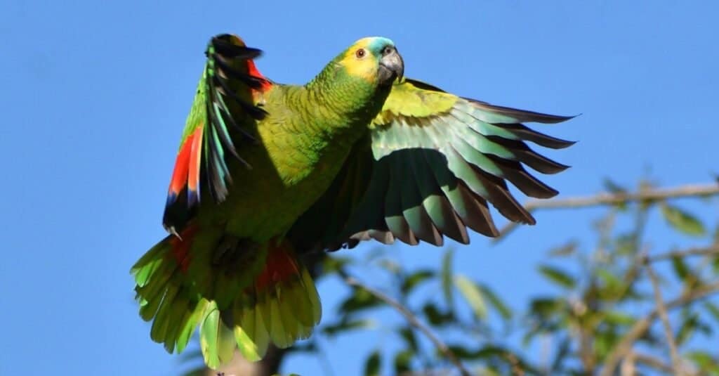 How long do parrots live?