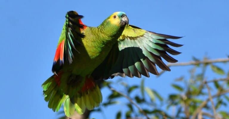 A turquoise-fronted Amazon parrot (Amazona aestiva), also called the turquoise-fronted parrot, the blue-fronted amazon and the blue-fronted parrot, in the wild in a park of Buenos Aires City.