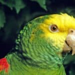 Amazon parrot