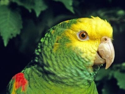 A Amazon Parrot