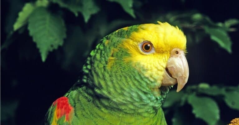 Amazon parrot close-up