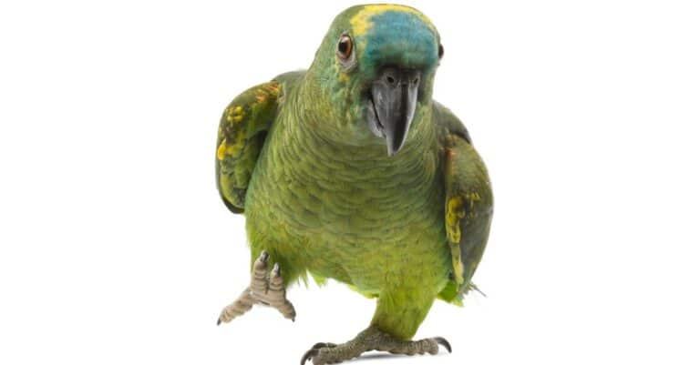 Blue fronted Amazon parrot isolated on white background.