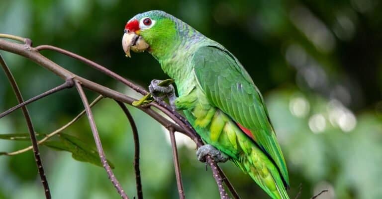 Red lored parrot (Amazon parrot) eating seeds from seed pod in Costa Rica's Osa Peninsula.