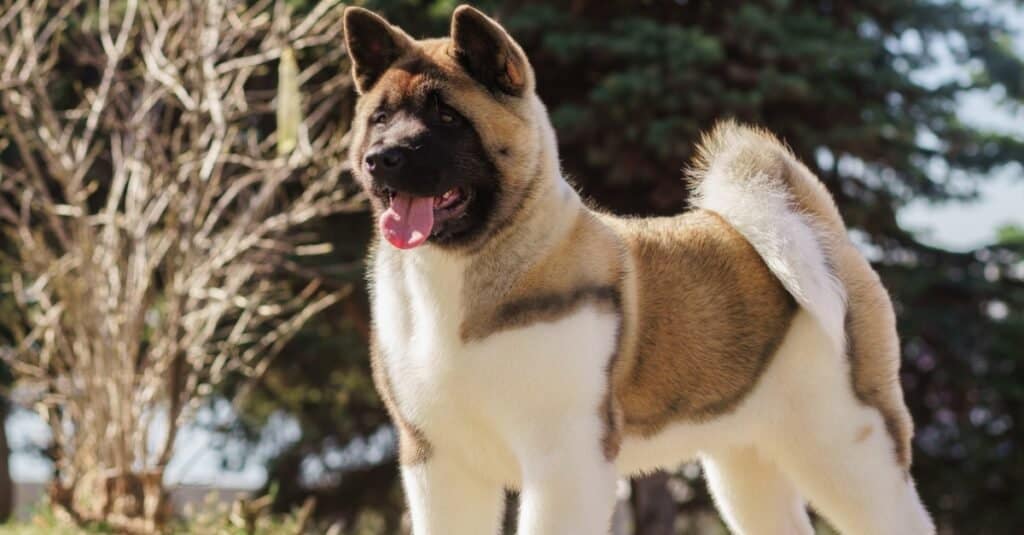American Akita outside with tongue out
