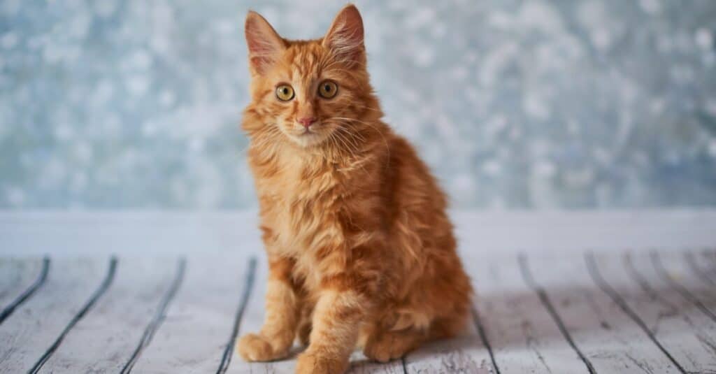 American Bobtail on fake wooden background