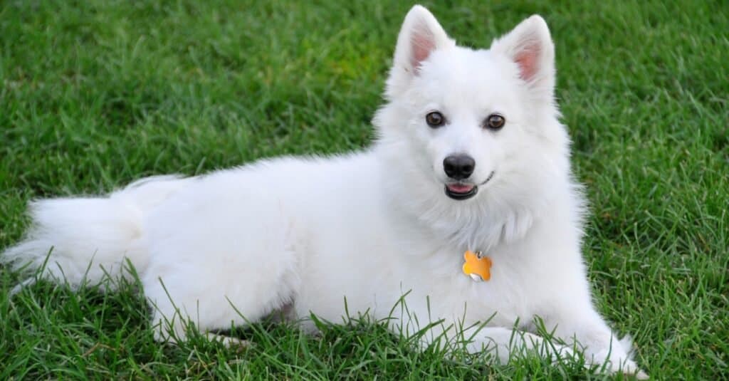 American Eskimo Dog laying in green grass