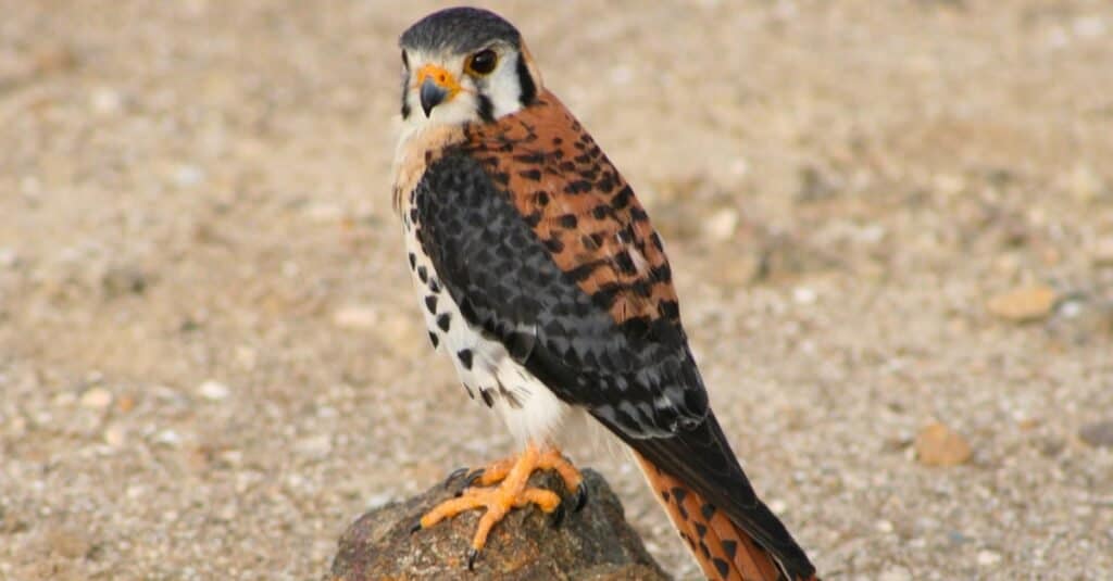 Types of Falcon Birds