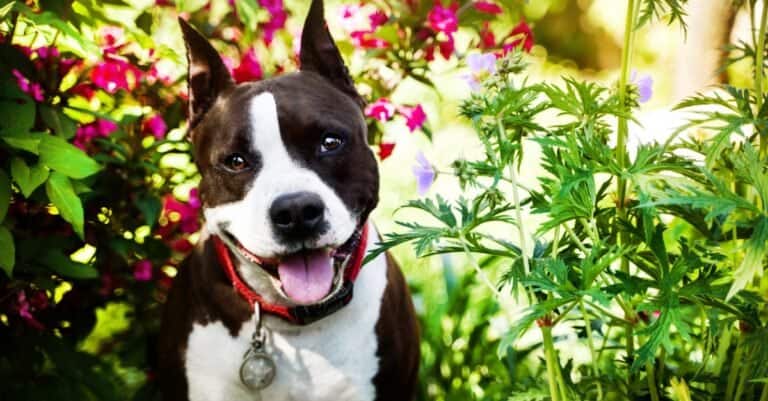 American Staffordshire Terrier sitting in flowers, smiling