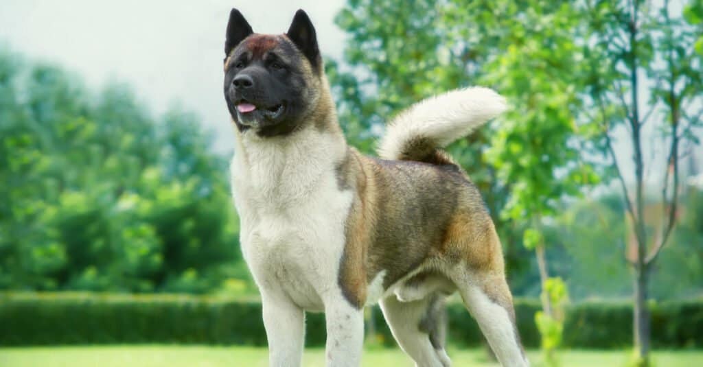 An American Akita stands looking afar with an intense gaze.