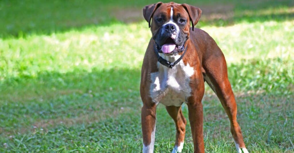 American boxer standing in grass with tongue out