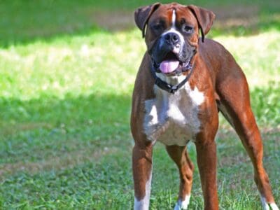 A Boxer Dog Quiz: Test What You Know About!