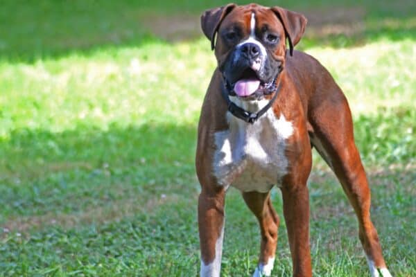 The American boxer became a registered dog in 1904.