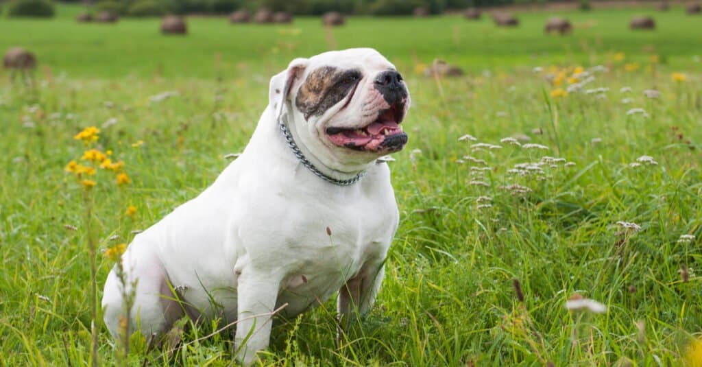 American bulldog sitting in grass with tongue out