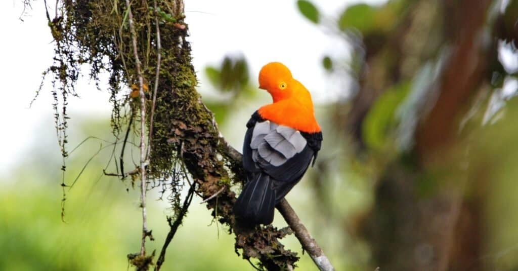 Birds with the craziest hair: Andean Cock-of-the-Rock