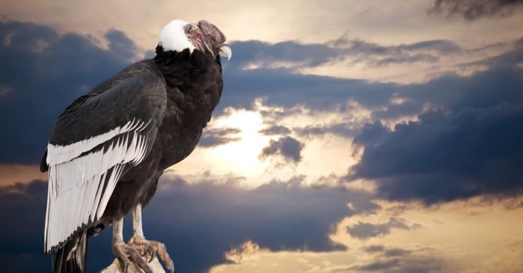 Andean condors are bald with sharp curved beaks