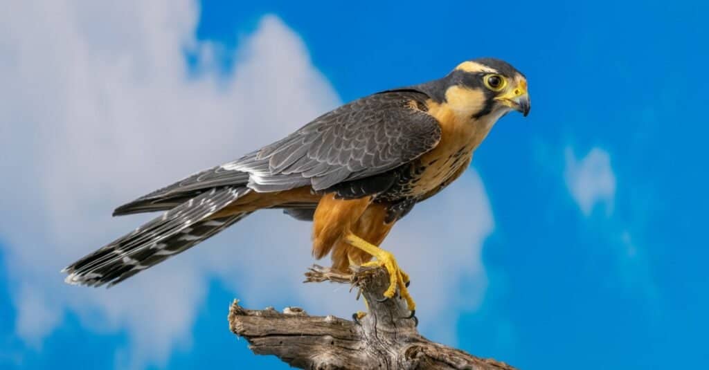 Types of Falcon Birds