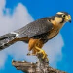 During hunting Aplomado falcon pairs often pass food to each other in flight.
