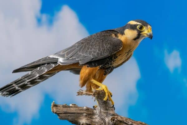 During hunting Aplomado falcon pairs often pass food to each other in flight.